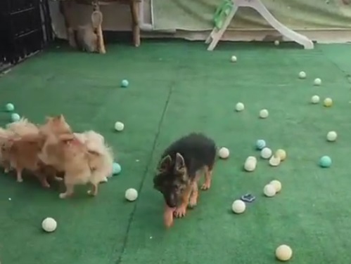 پانسیون سگ و نگهداری از سگ ها در مرکز آموزش سگ پارتاک