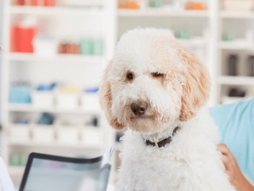 داروخانه دامپزشکی دکتر عباسی در اراک