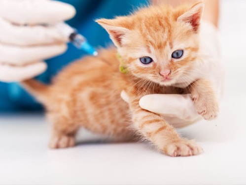 کلینیک حیوانات خانگی دکتر زند در ملایر | دامپزشکی ملایر