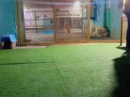 پانسیون حیوانات پاندا در مشهد