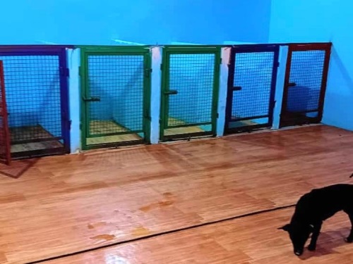 پانسیون حیوانات خانگی پاندا در مشهد