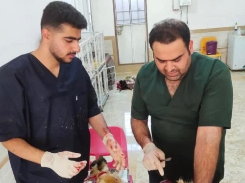 کلینیک دامپزشکی دکتر احمدنژاد در بوکان