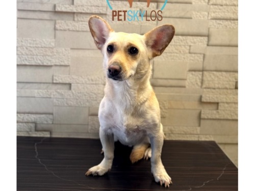 پانسیون حیوانات پت اسکایلوس در شهرزیبا