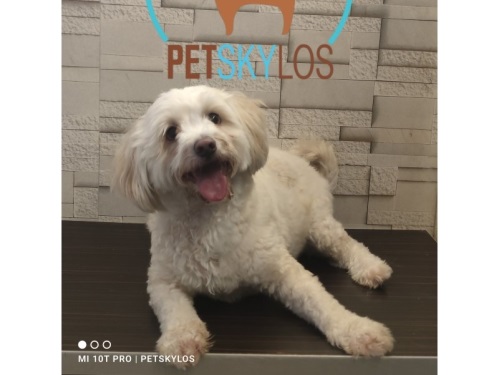 پانسیون حیوانات پت اسکایلوس در شهرزیبا