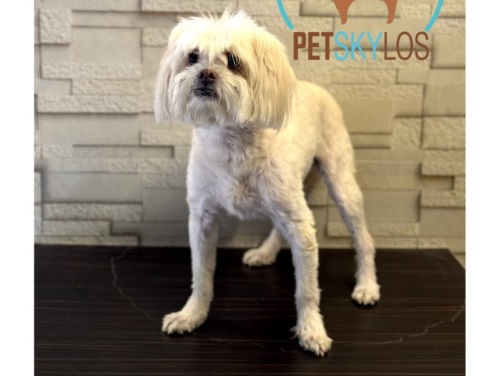 پانسیون حیوانات پت اسکایلوس در شهرزیبا