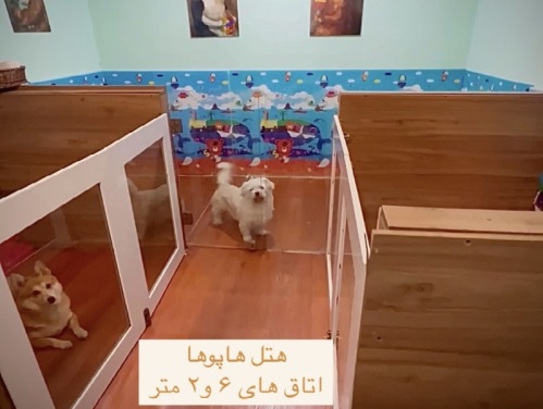 پانسیون خانگی سگ و گربه هپی هتل در تهرانپارس