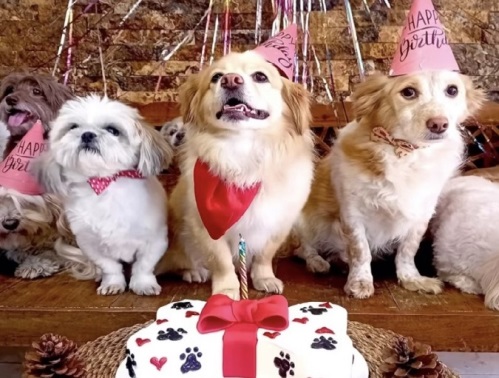 پانسیون خانگی سگ و گربه هپی هتل در تهرانپارس