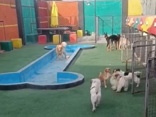 هتل پانسیون سگ پت سوئیت در مشهد