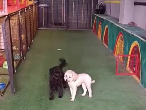 هتل پانسیون سگ پت سوئیت در مشهد