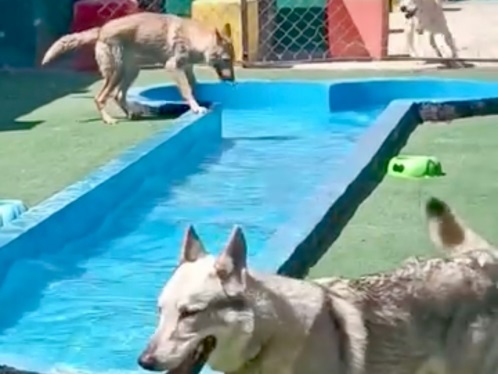 هتل پانسیون سگ پت سوئیت در مشهد