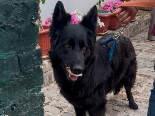 پانسیون سگ و گربه ترنج در اندرزگو 