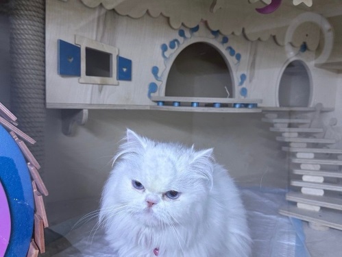 پانسیون سگ و گربه ترنج در اندرزگو 