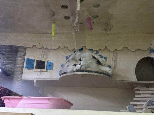 پانسیون سگ و گربه ترنج در اندرزگو 