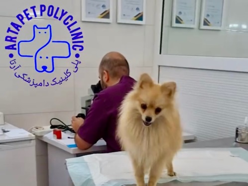 پلی کلینیک دامپزشکی آرتا در اردبیل