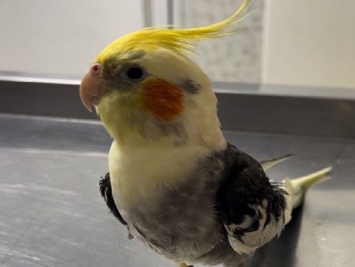 کلینیک دامپزشکی دکتر سروناز گیاهی ( رشت وت)