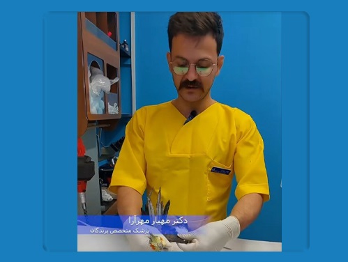 دامپزشکی پرندگان پر دکتر مهر آرا | دامپزشکی در قم