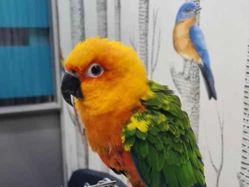 دکتر سیفی | متخصص پرندگان در رشت و صومعه سرا