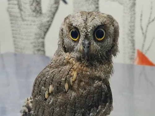 دکتر سیفی | متخصص پرندگان در رشت و صومعه سرا