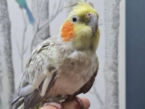 دکتر سیفی | متخصص پرندگان در رشت و صومعه سرا