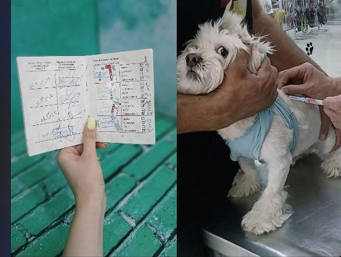 پت شاپ و کلینیک H&H قم | دامپزشکی در قم