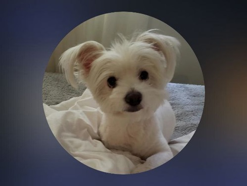 اطلاعات کامل پت شاپ بنجی در رشت ثبت شده در پت لینک 