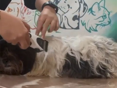 پانسیون حیوانات پت لند در رشت | دامپزشکی های رشت 