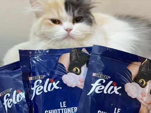 پت شاپ آلفا در اراک | پت شاپ های اراک 