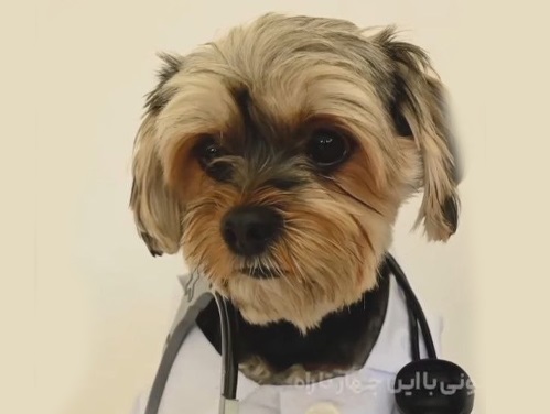 پت شاپ گلدپت در غرب تهران | پت شاپ های پت لینک