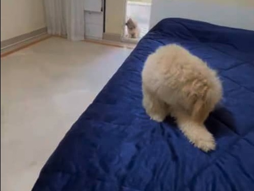 پانسیون حیوانات در قم | پانسیون های حیوانات قم