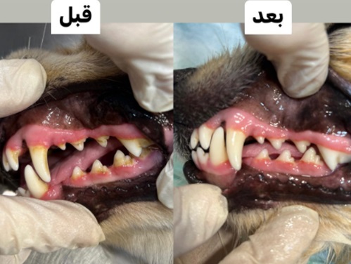 دامپزشکی و پت شاپ مهر در بابلسر همراه با تلفن،آدرس، لوکیشن نقشه، اینستاگرام