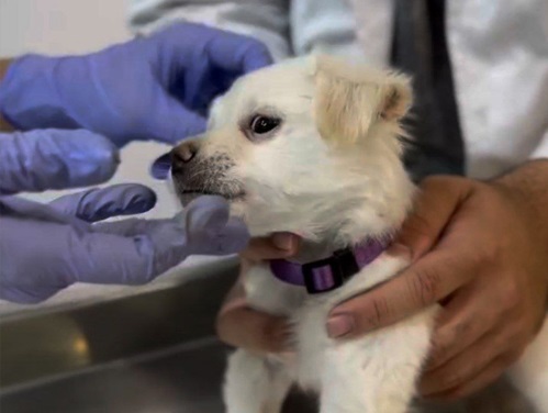 کلینیک دامپزشکی پرشین | دامپزشکی در قزوین