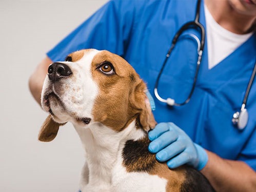 لیست کامل دامپزشکی های رفسنجان| دامپزشکی در رفسنجان کرمان