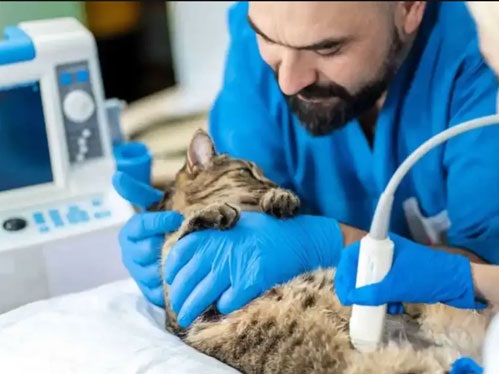 لیست کلینیک های دامپزشکی در کرمان | kerman veterinaries