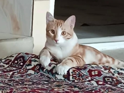 پانسیون خانگی گربه بلک مارک در شهرقدس