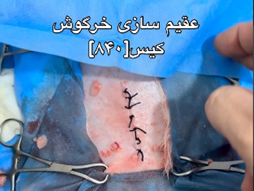 دامپزشکی بندرعباس خیابان حکمت | دامپزشکی های بندرعباس