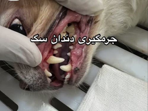 دامپزشکی بندرعباس خیابان حکمت | دامپزشکی در بندرعباس