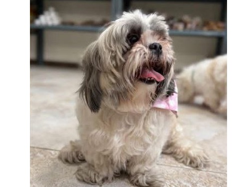 پت شاپ سپن وت در تبریز | tabriz petshops