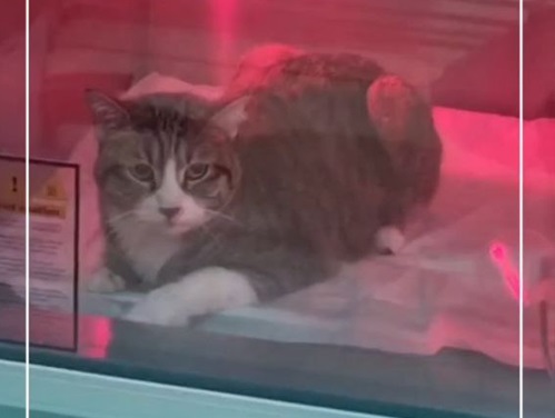 دامپزشکی- پت شاپ و آرایشگاه حیوانات شاهان کرمان | پت شاپ های کرمان