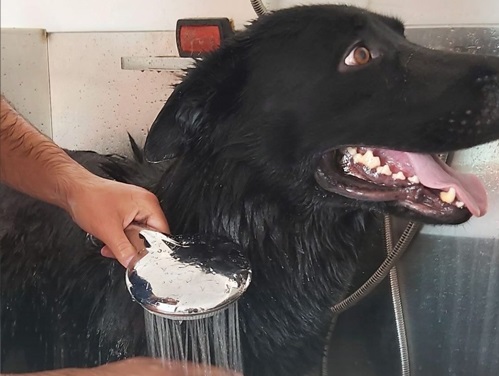 بیمارستان دامپزشکی مرکزی کرمان | آرایشگاه حیوانات کرمان