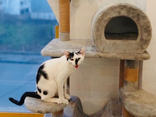 پانسیون حیوانات قلعه حیوانات در رشت 