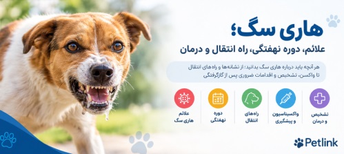 هاری سگ؛ علائم، دوره نهفتگی، راه انتقال و درمان