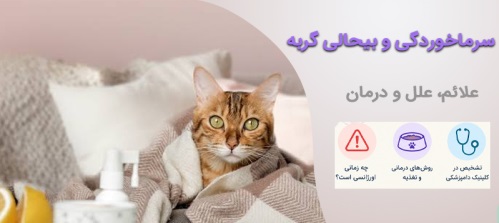 سرماخوردگی گربه؛ علائم، درمان و روش‌های مراقبت در خانه