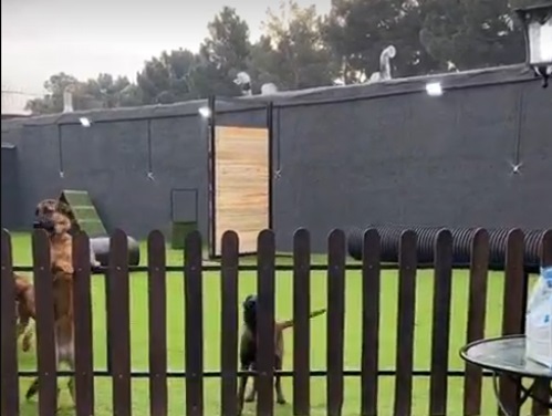 آموزش سگ و مربی سگ در تهران و ایران 