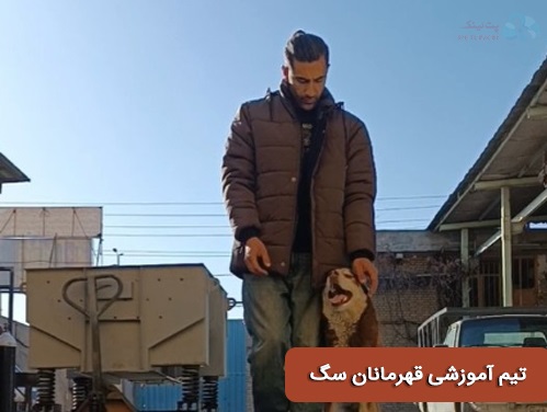 مربی سگ و تیم آموزشی قهرمانان سگ