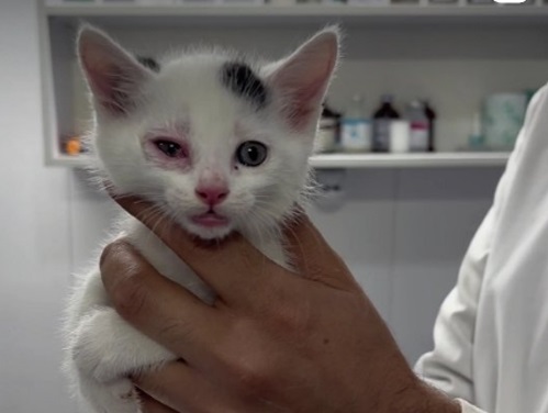 کلینیک دامپزشکی رویان در کرج