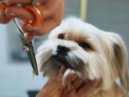 کلینیک دامپزشکی لیام در شهید سلیمانی