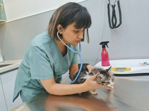 کلینیک دامپزشکی لیام در شهید سلیمانی