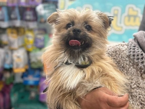 دامپزشکی دیلی پت شاپ در اندیشه شهریار