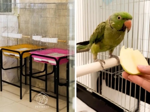 پانسیون و خدمات رفاهی حیوانات خانگی پتی رست در پونک (سگ، گربه و پرندگان)