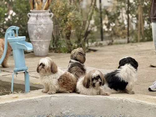 هتل پانسیون حیوانات خانگی پتهران در اوین